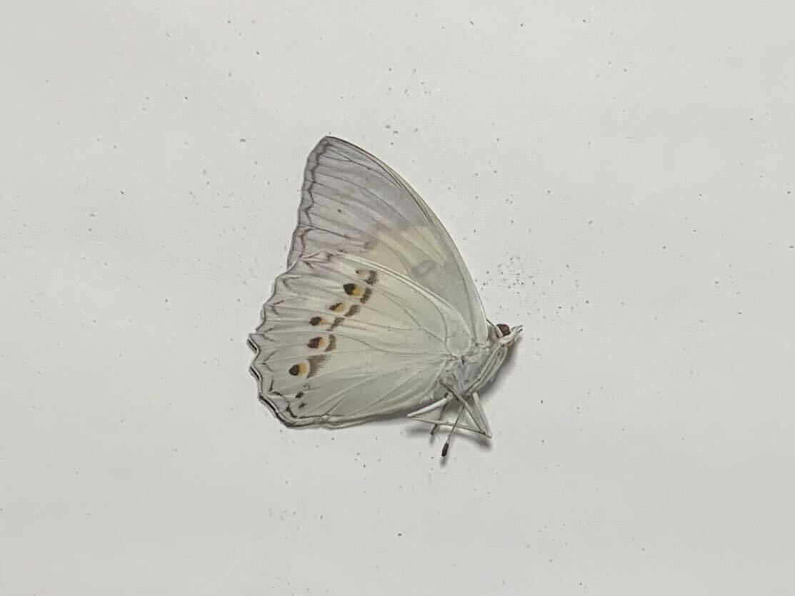 台湾産 シロタテハ未展翅標本 三角紙標本 蝶標本の画像2