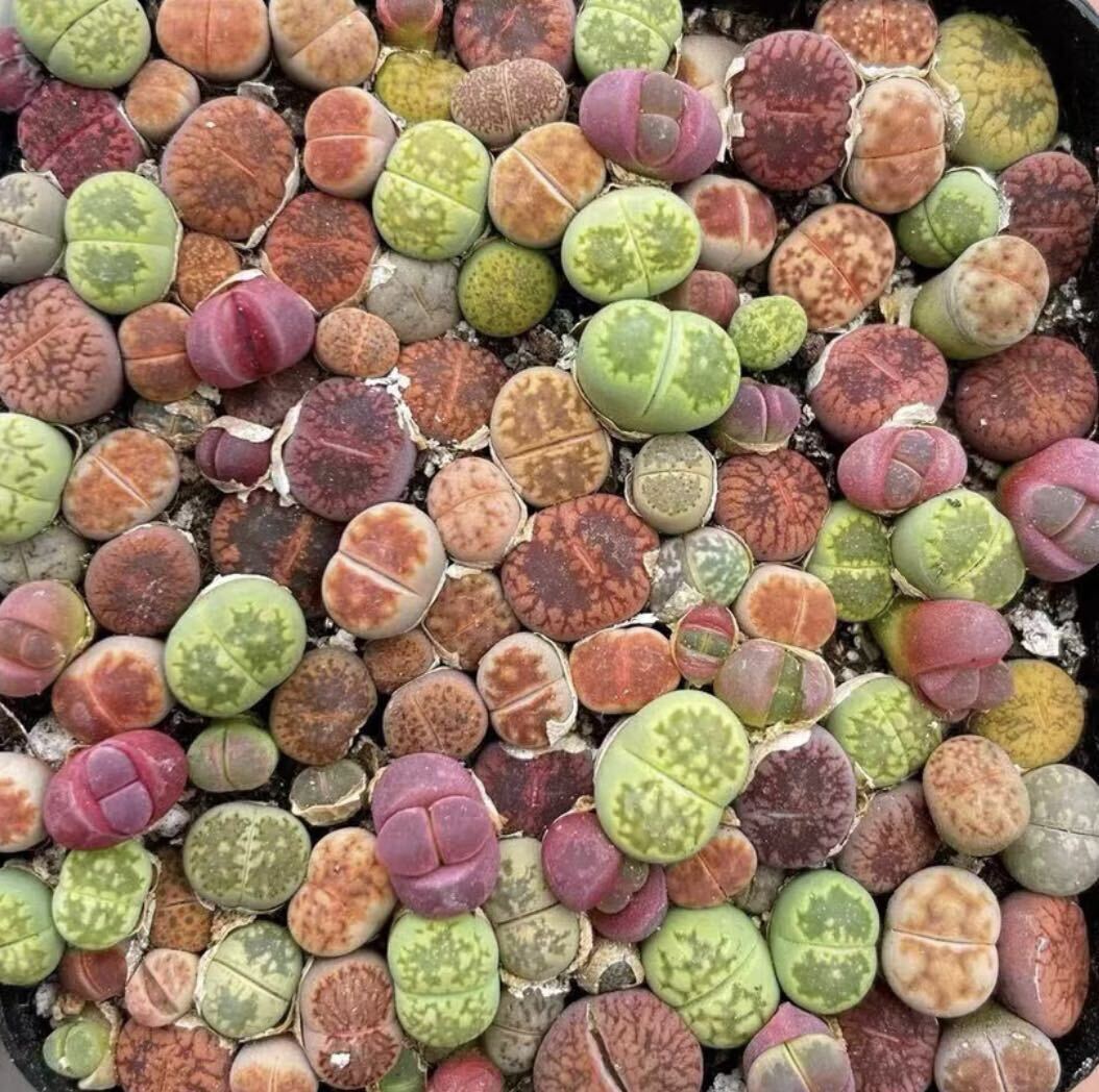 多肉植物 リトープス 色の組み合わせ 1年の苗 30苗 0.3-1cm_画像1
