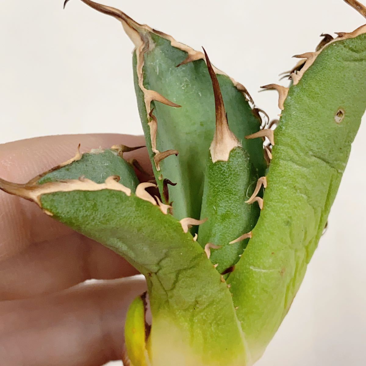 675.厳選子株高級品種精選Agave アガベ 特選強棘 優良血統白鯨厚葉SR_画像4