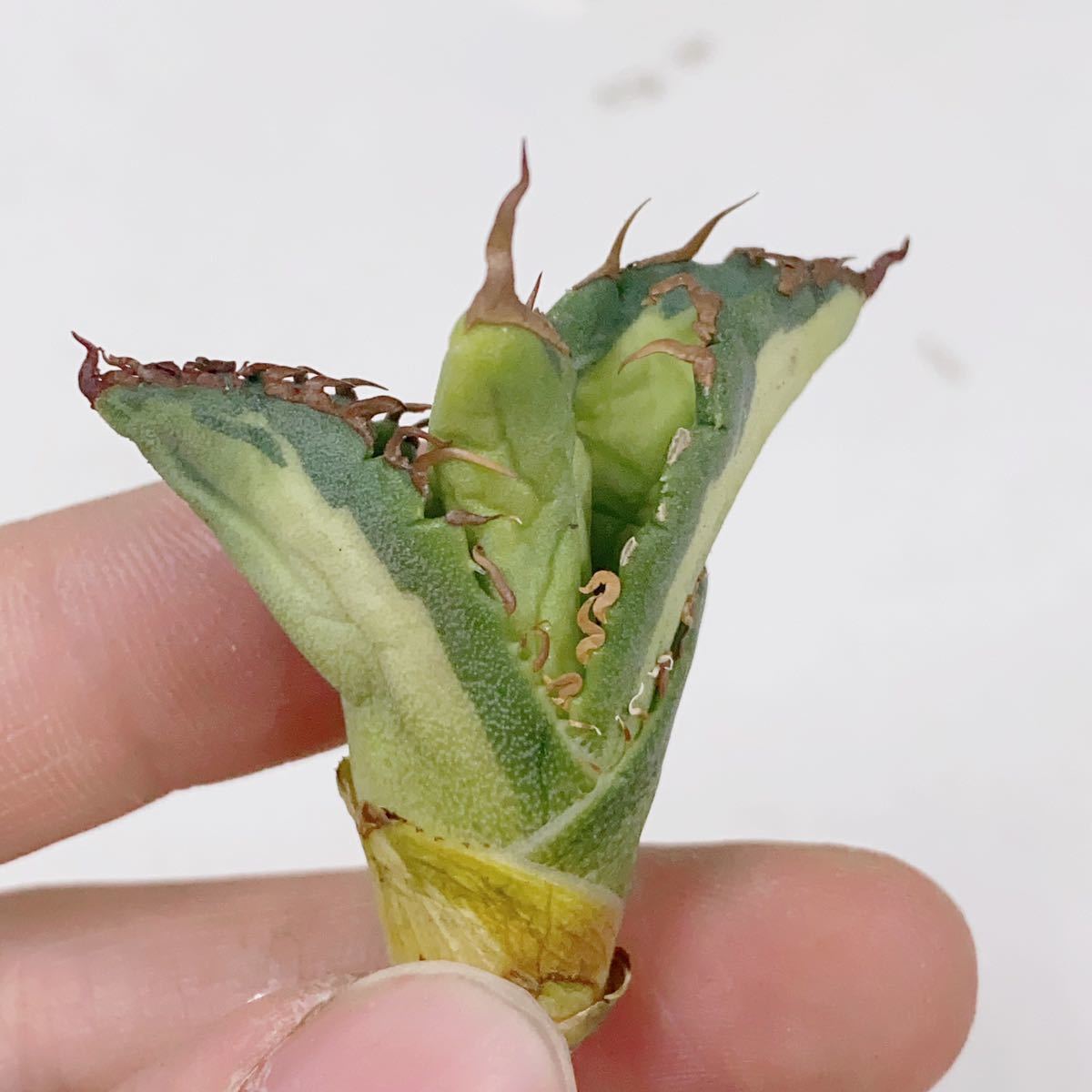 707.アガベ　チタノタ稀有株　白鯨季節錦子株Agave Titanota_画像6