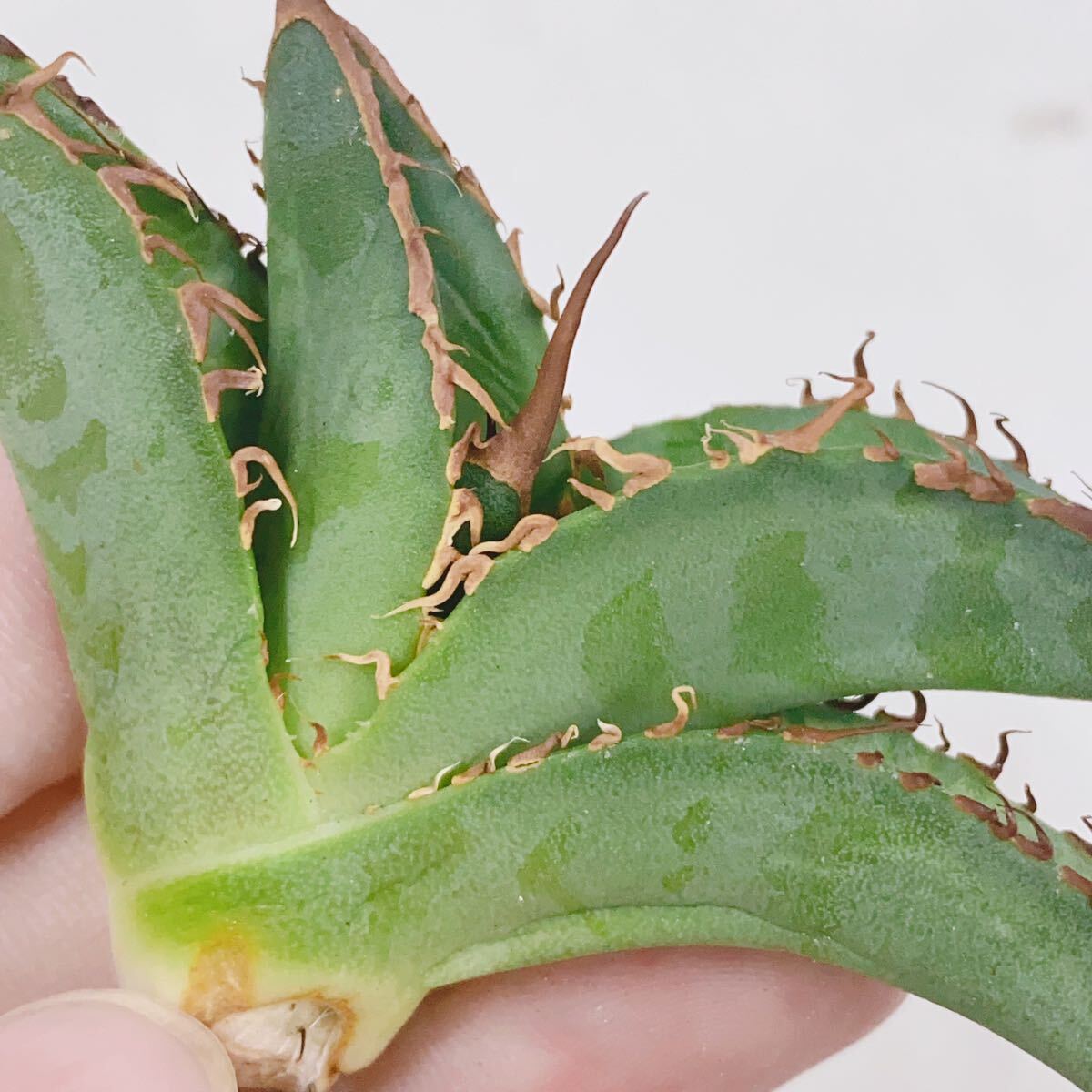 770厳選子株品種精選Agave アガベ 白鯨厚葉SRの画像3