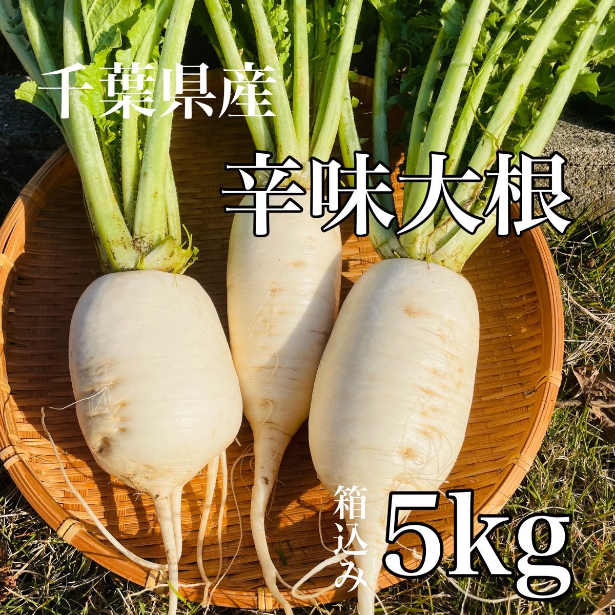 辛味大根　箱込み5kg 辛味そば　千葉県産　化学農薬不使用