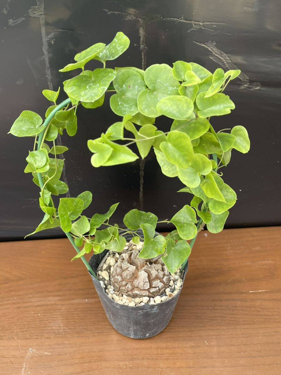 送料無料 アフリカ亀甲竜 約5.7cm 鉢ごとゆうパック発送 実生苗 美株 Dioscorea elephantipes 塊根植物 多肉植物_画像2