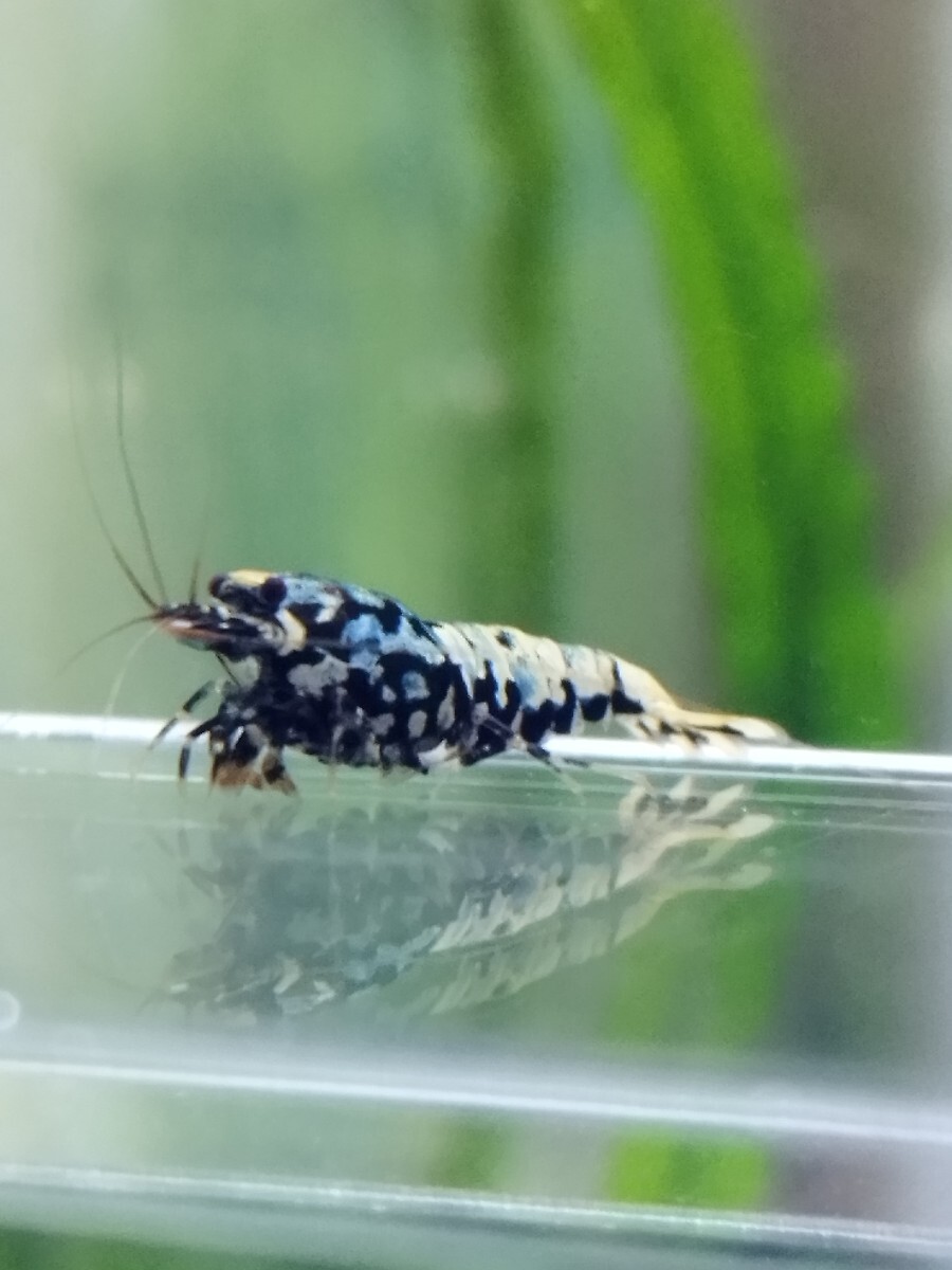 [medakaedi] Zeus generation 1 pair male 1 pcs female 1 pcs total 2 pcs ② shrimp 