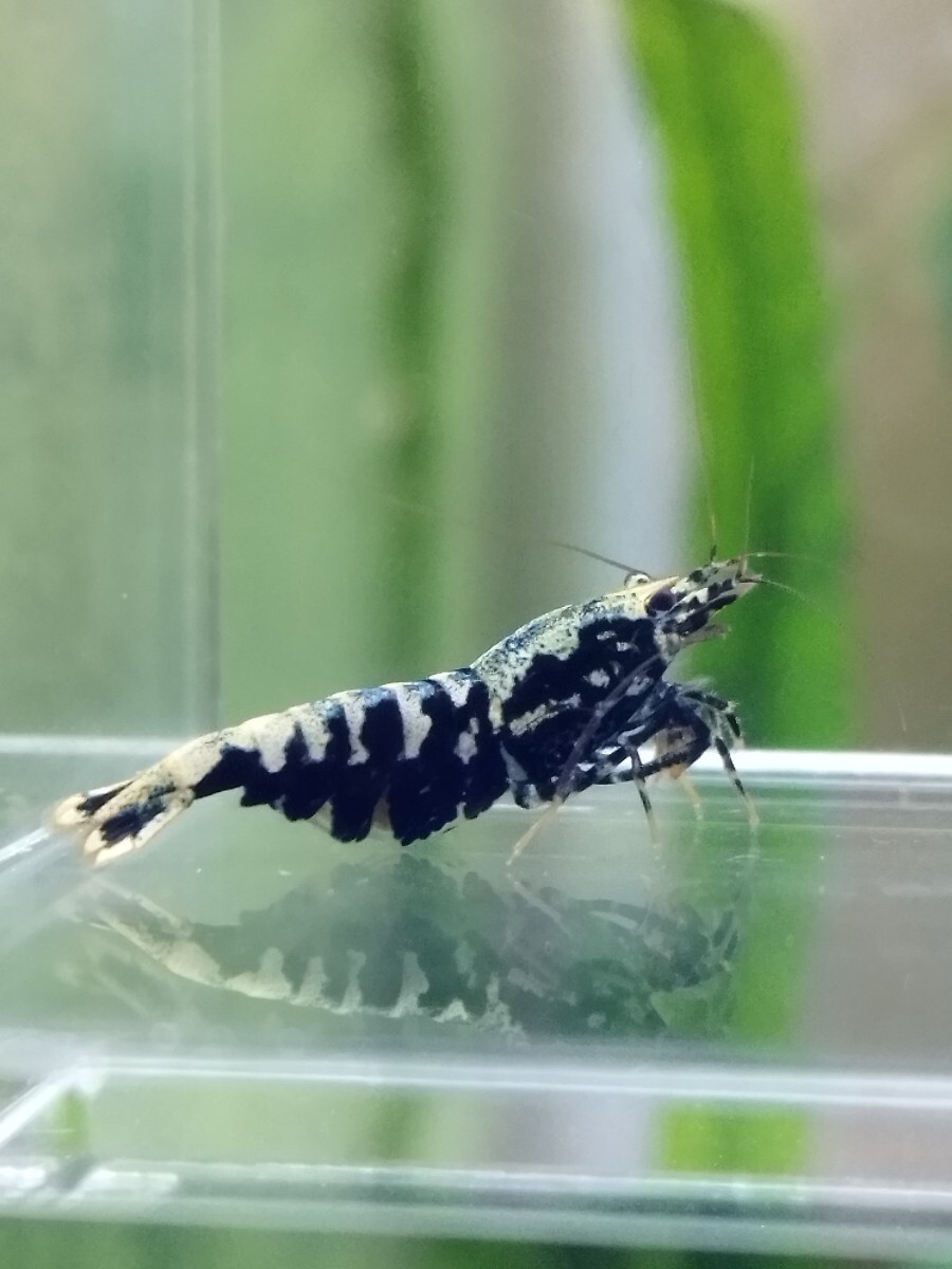 [medakaedi] Zeus generation 1 pair male 1 pcs female 1 pcs total 2 pcs ② shrimp 