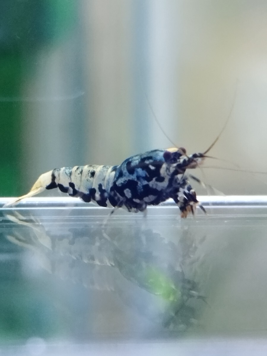 [medakaedi] Zeus generation 1 pair male 1 pcs female 1 pcs total 2 pcs ② shrimp 