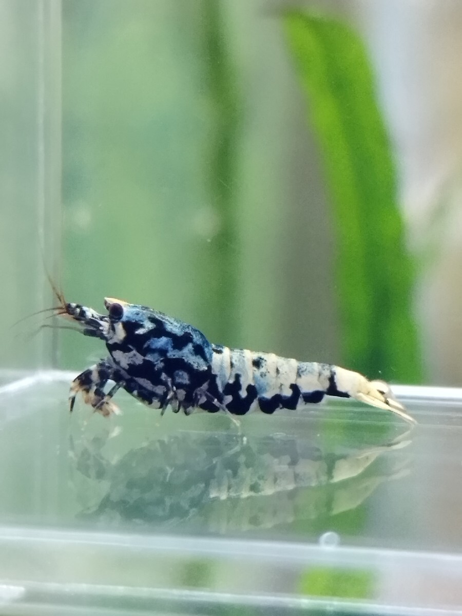 [medakaedi] Zeus generation 1 pair male 1 pcs female 1 pcs total 2 pcs ② shrimp 