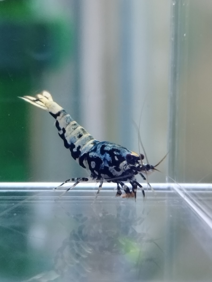 [medakaedi] Zeus generation 1 pair male 1 pcs female 1 pcs total 2 pcs ② shrimp 