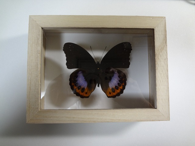  butterfly. specimen bread gong purple box attaching 