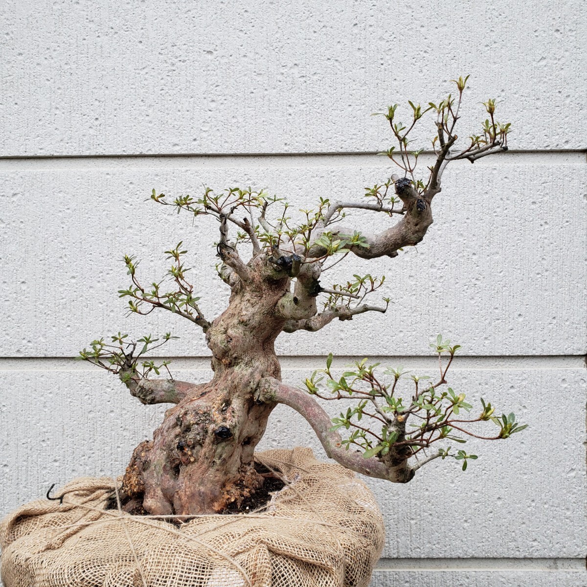 『四季の夢』好月（太物新木）樹高38㎝ 幹回り47㎝ 樹幅60㎝ 盆栽素材の画像2