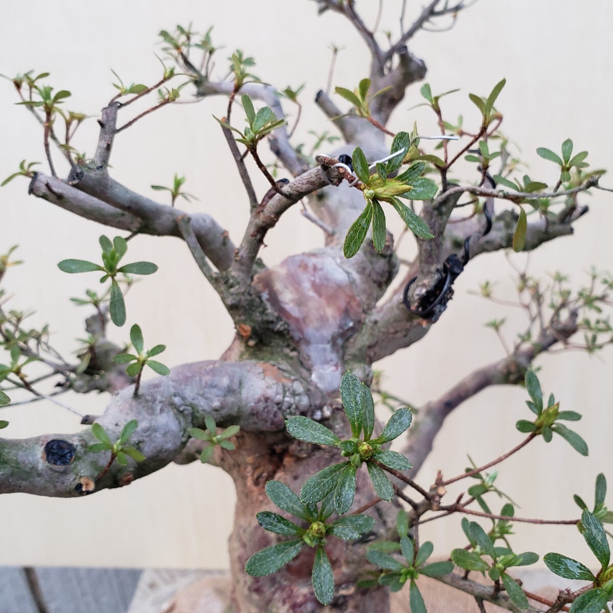 『四季の夢』好月（太物新木）樹高38㎝ 幹回り47㎝ 樹幅60㎝ 盆栽素材の画像9