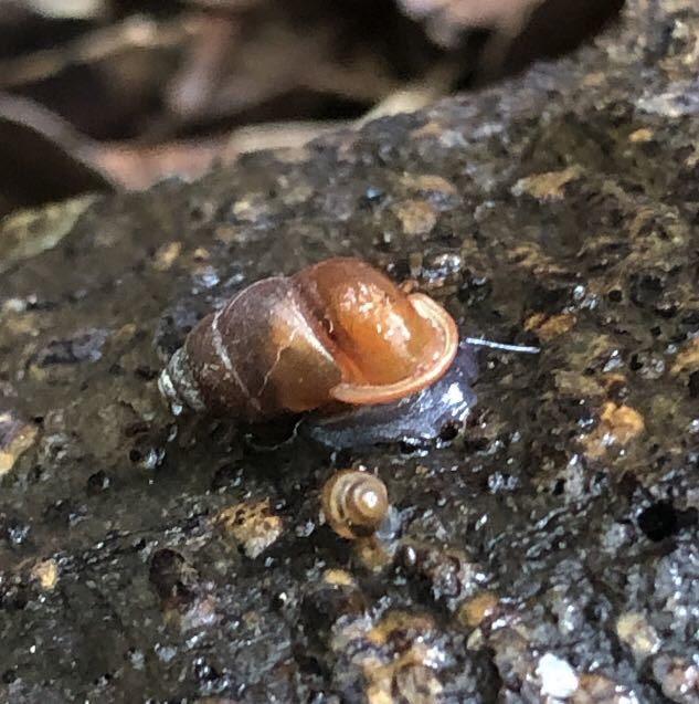 アズキガイ 10匹 カタツムリ ナメクジ 昆虫 奇蟲の画像1