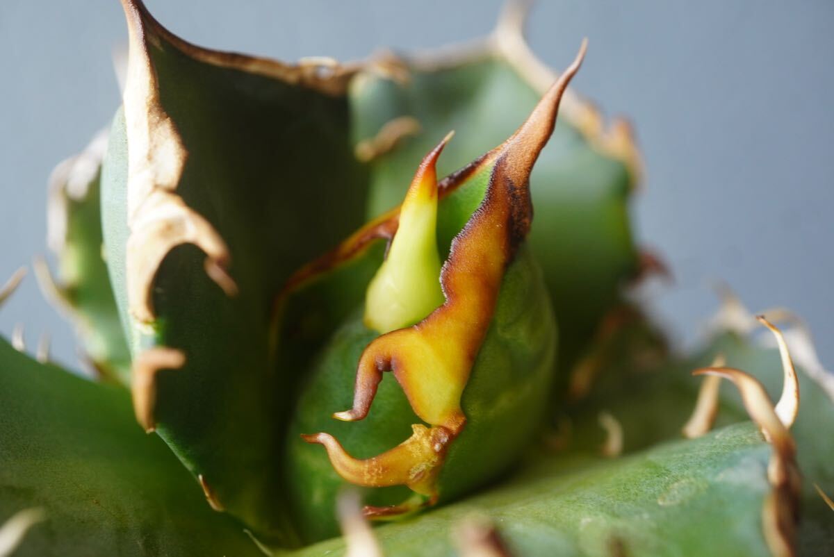 ②鬼爪 Agave Titanota  強鋸歯 アガベ チタノタの画像7