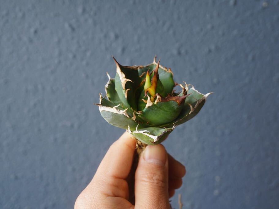 ②鬼爪 Agave Titanota  強鋸歯 アガベ チタノタの画像2