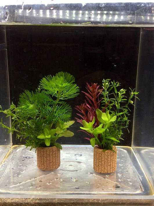 * put only easy layout! water plants 3 kind ..2 piece set adsorption series many . quality filter media life multi attaching .⑤