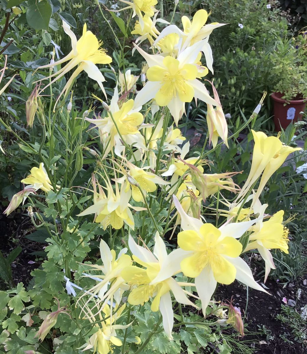 西洋オダマキ　花の種　25粒　黄色_画像1