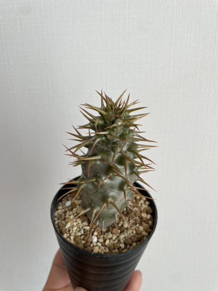 パキポディウム アンボンゲンセ　実生　コーデックス 塊根植物 Pachypodium _画像6