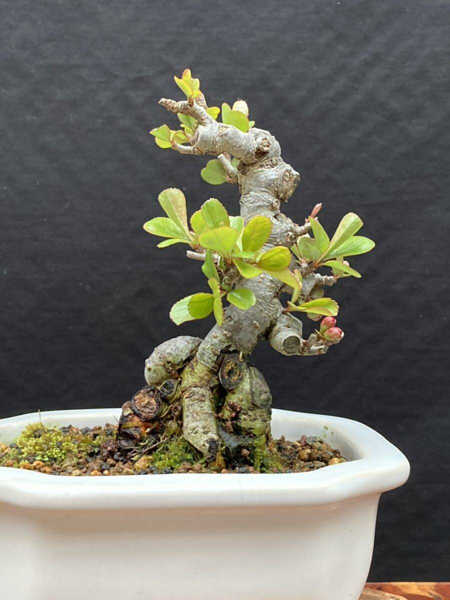  shohin bonsai бонсай Chojubai 2 номер . красный цветок 