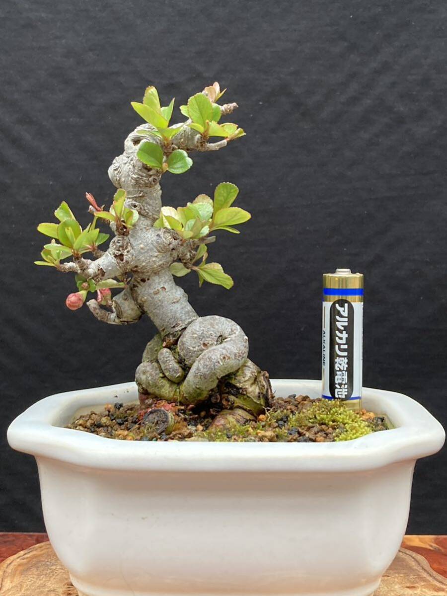  shohin bonsai бонсай Chojubai 2 номер . красный цветок 