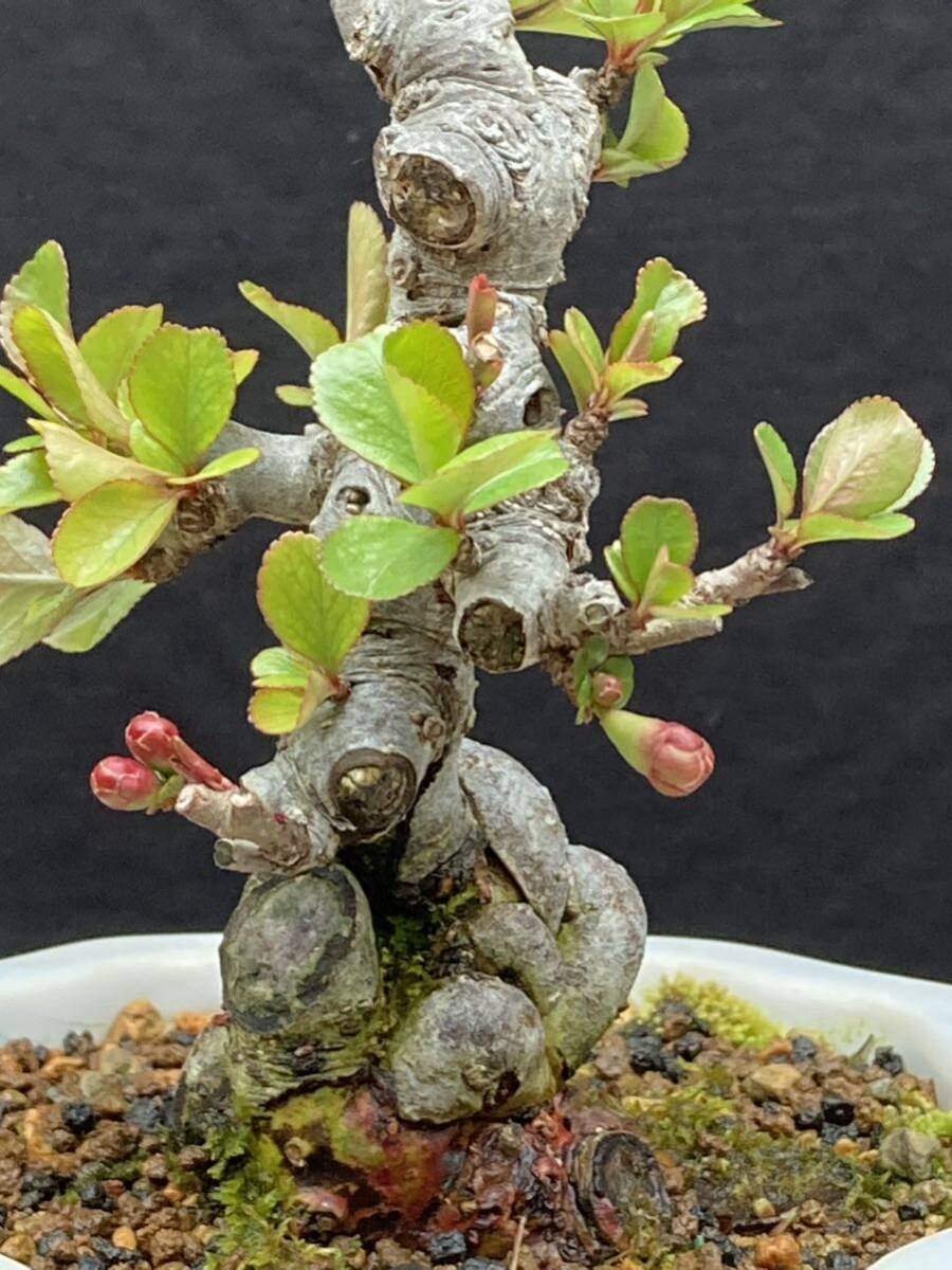  shohin bonsai бонсай Chojubai 2 номер . красный цветок 