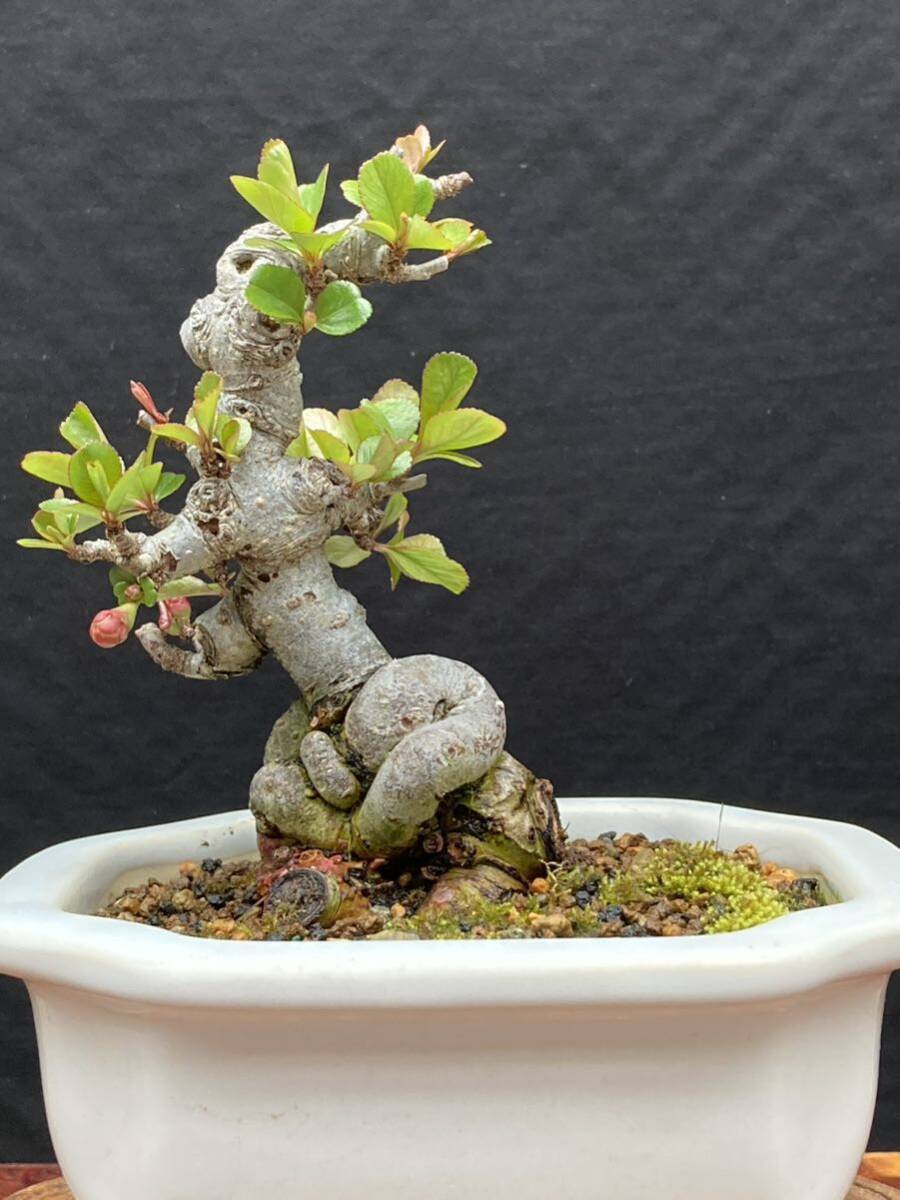  shohin bonsai бонсай Chojubai 2 номер . красный цветок 
