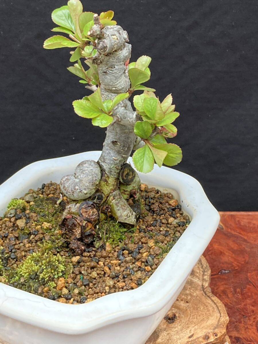  shohin bonsai бонсай Chojubai 2 номер . красный цветок 