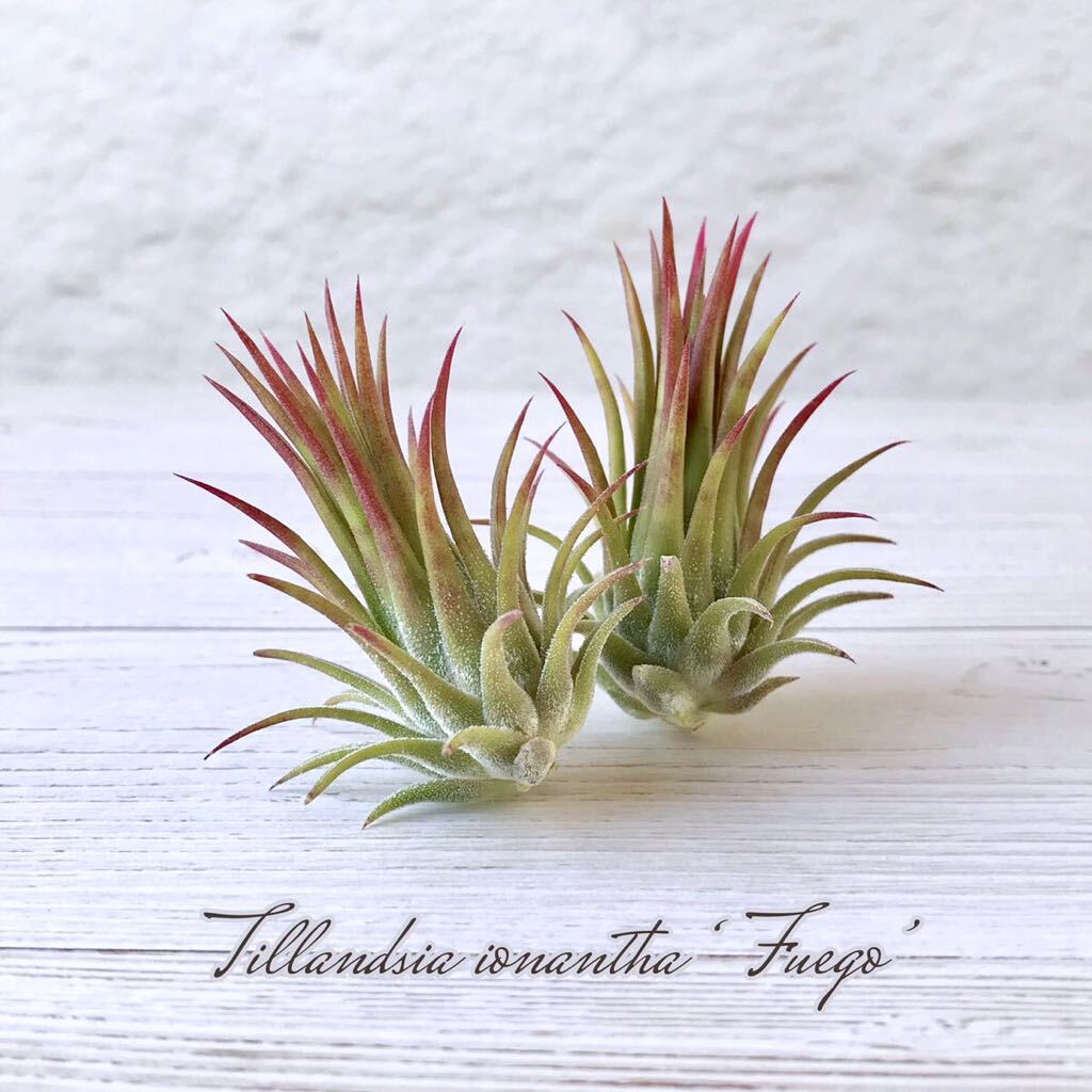 Tillandsia ionantha *Fuego* same k loan 2 stock set chi Ran ji Attila nji I o naan tough ego air plant air plant 