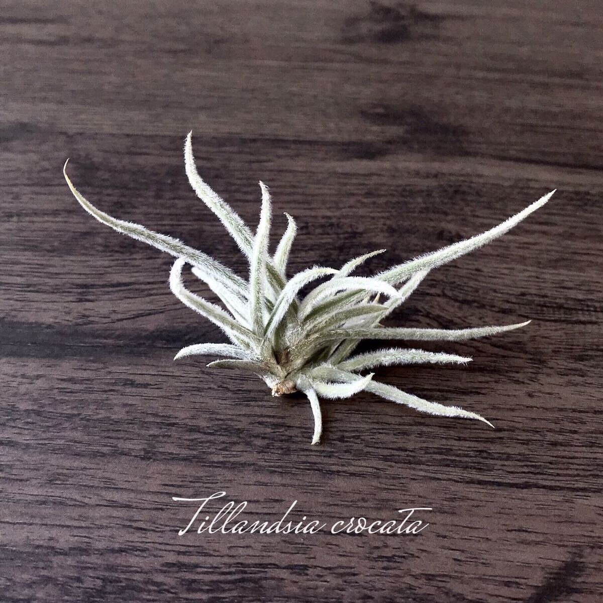 Tillandsia crocatachi Ran ji Attila njia black car ta air plant air plant 