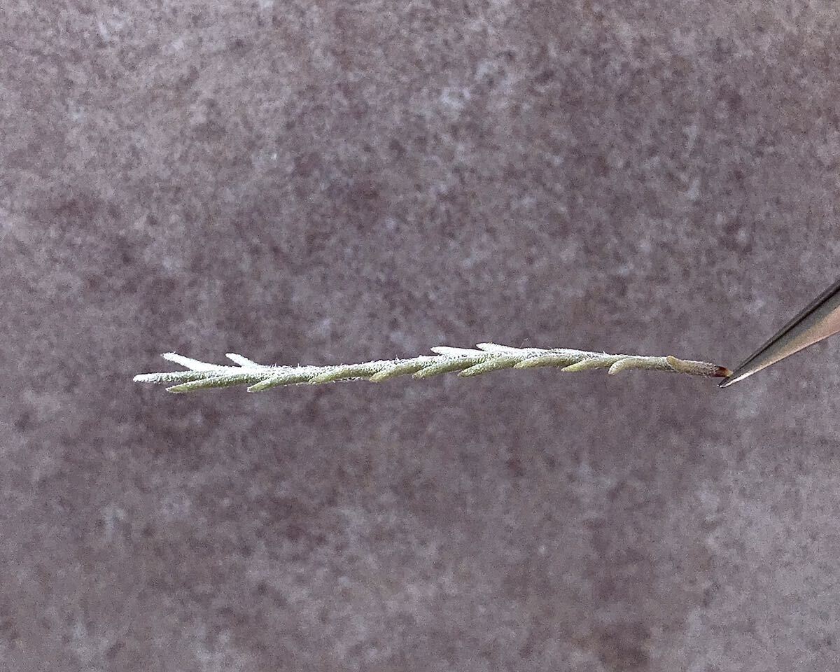 Tillandsia capillaris var. virescens (Formerly Pitchfork) チランジア ティランジア カピラリス ヴィレッセンス ピッチフォーク 1株_画像2