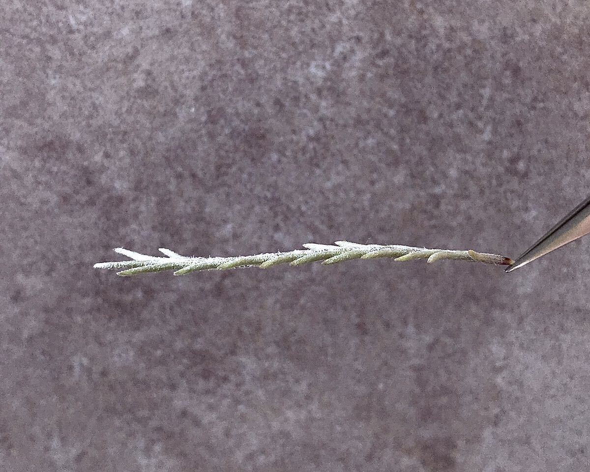 Tillandsia capillaris var. virescens (Formerly Pitchfork)chi Ran ji Attila nji красный стойка белка vi resen spitch вилка 1 АО 