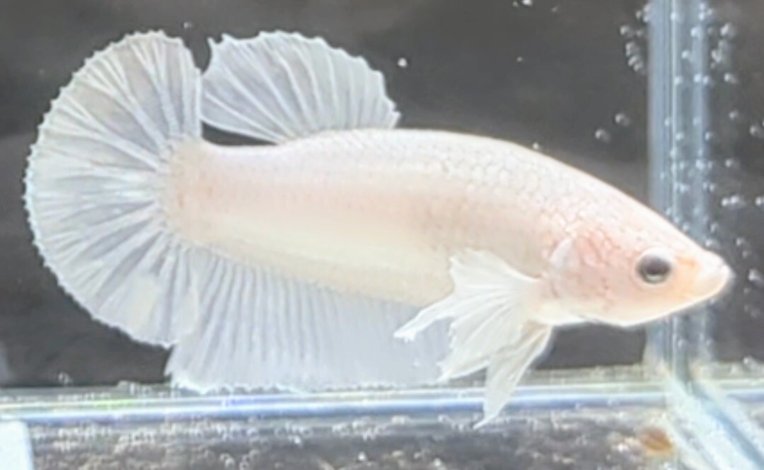 【ほっぺちゃんFARM】〈ベタ・Betta〉A-4 プラチナホワイト・ウルトラダンボPK (オス♂)☆SALE☆_画像2