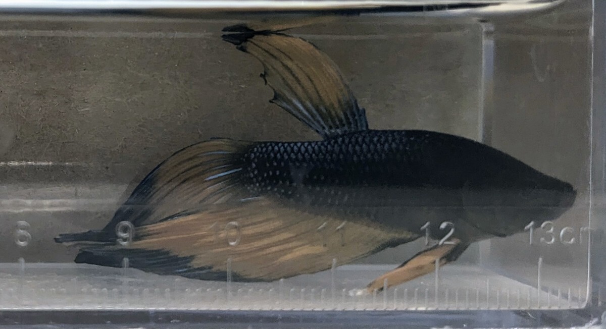 【ほっぺちゃんFARM】〈ベタ・Betta〉X-5 ダークナイト・ブラックマスタード・ブラックエッジVT (オス♂)☆売り切りSALE☆の画像8