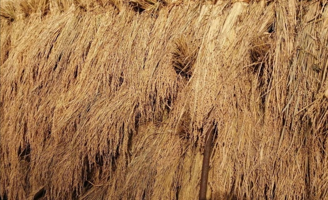 【お家で田んぼ体験】お米の種 種籾 自然農 コシヒカリ はざかけ米 バケツ稲に◎の画像9