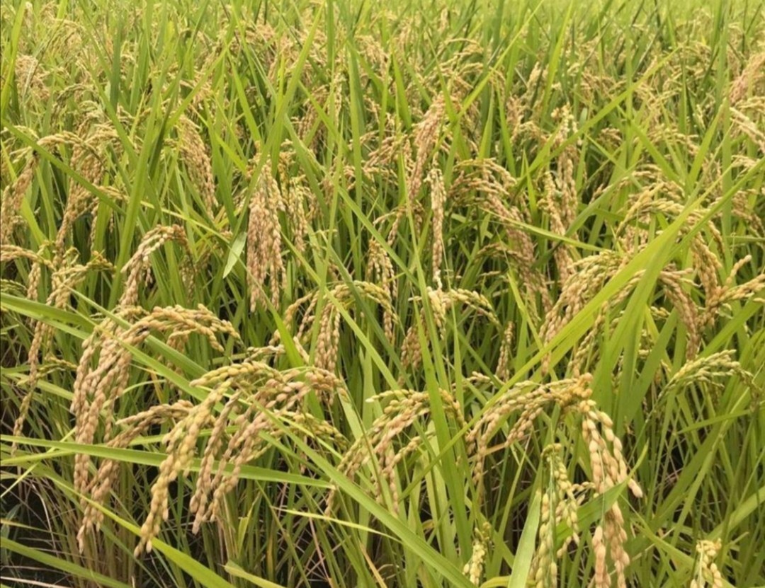 【お家で田んぼ体験】お米の種 種籾 自然農 コシヒカリ はざかけ米 バケツ稲に◎の画像7
