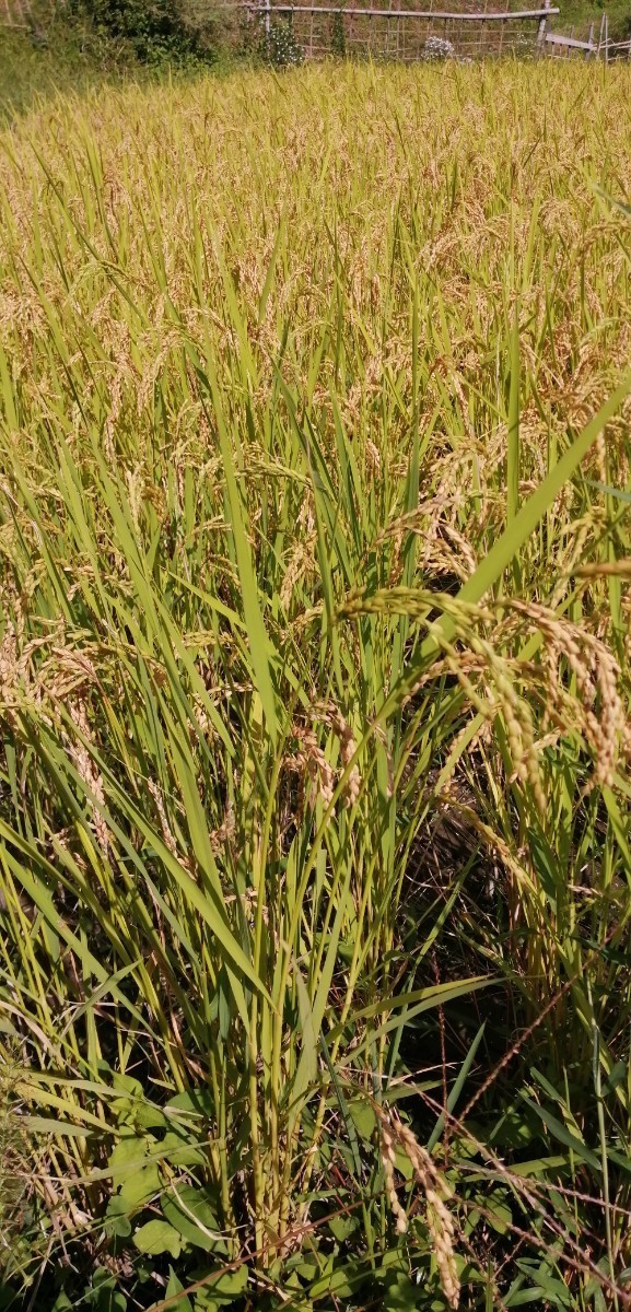 【お家で田んぼ体験】お米の種 種籾 自然農 コシヒカリ はざかけ米 バケツ稲に◎の画像8