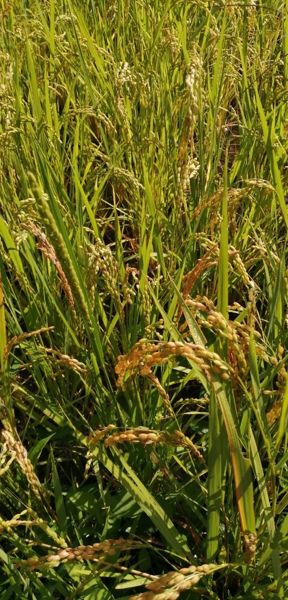 【お家で田んぼ体験】お米の種 種籾 自然農 コシヒカリ はざかけ米 バケツ稲に◎の画像10