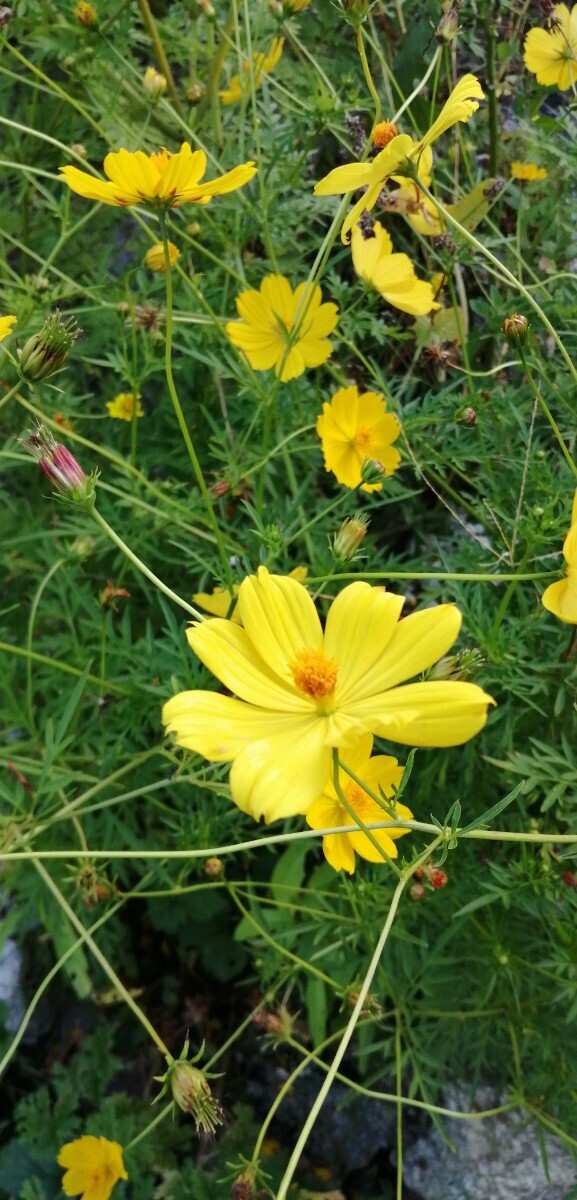[ природа сельское хозяйство ] желтый Cosmos. вид 2g Kiva na Cosmos ... вид тоже каждый год цветение цветок поле цветок . садоводство огород садоводство orange . есть 