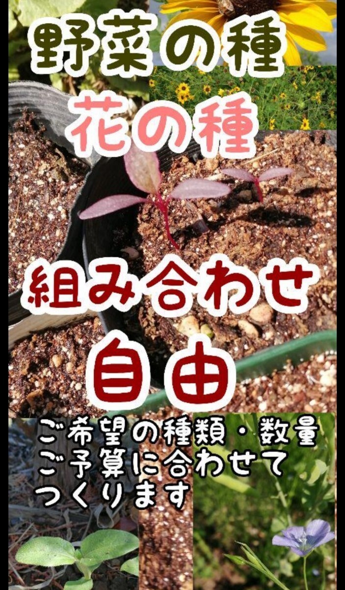 エゴマの種　たっぷり5g　家庭菜園におすすめ　そだてやすく美味しい　葉も実も食べられる　ベランダ　春蒔き　荏胡麻種子_画像8