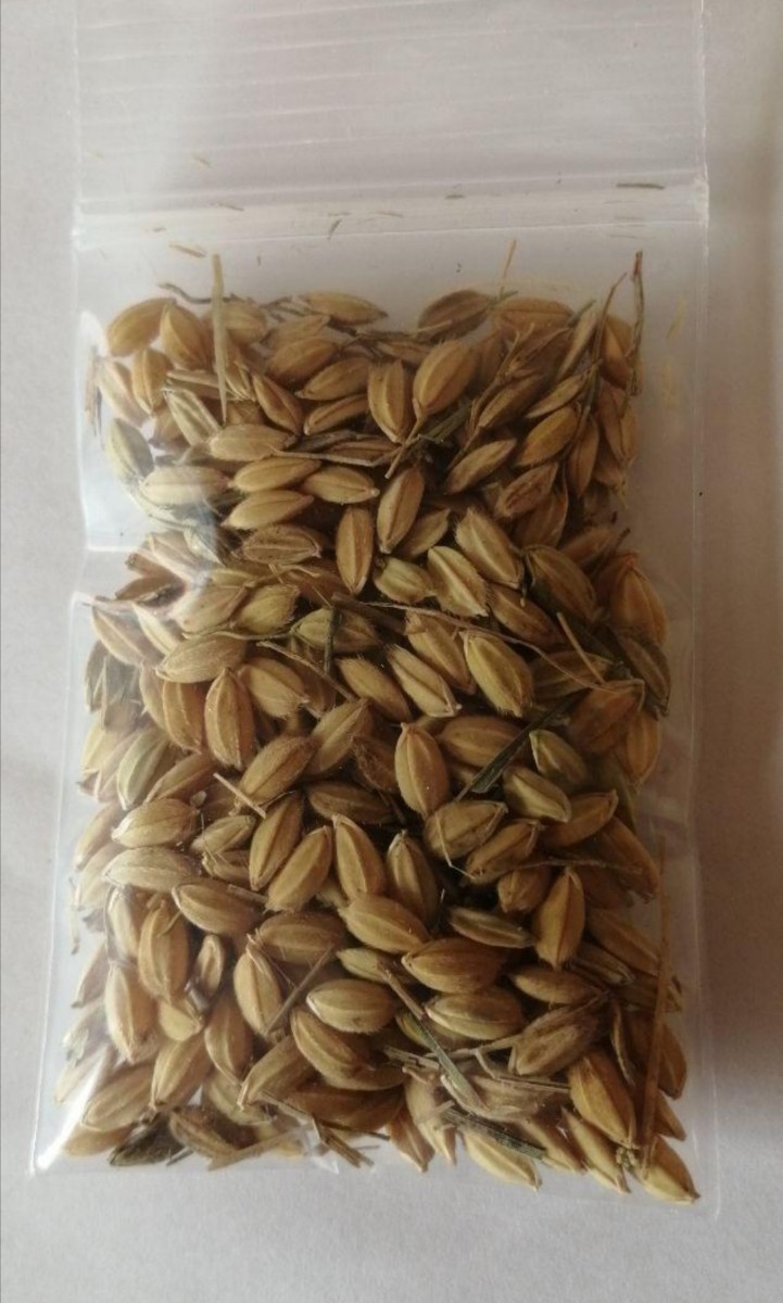 【お家で田んぼ体験】お米の種 種籾 自然農 コシヒカリ はざかけ米 バケツ稲に◎の画像5