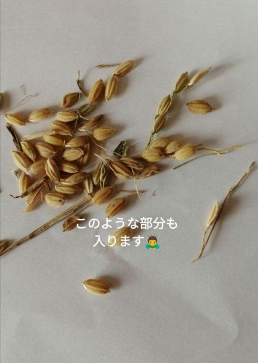 【お家で田んぼ体験】お米の種 種籾 自然農 コシヒカリ はざかけ米 バケツ稲に◎の画像4