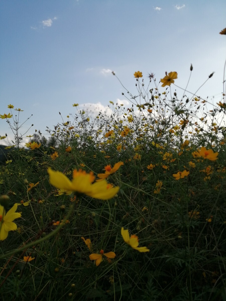 [ природа сельское хозяйство ] желтый Cosmos. вид 2g Kiva na Cosmos ... вид тоже каждый год цветение цветок поле цветок . садоводство огород садоводство orange . есть 