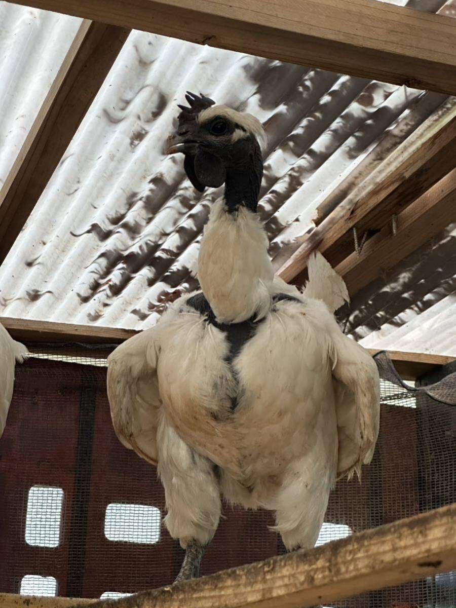 極少希 首が長い ターケン大人気の食用有精卵 ６個七面鳥（ターキータ卵）と鶏（チキン卵）の交種の画像5