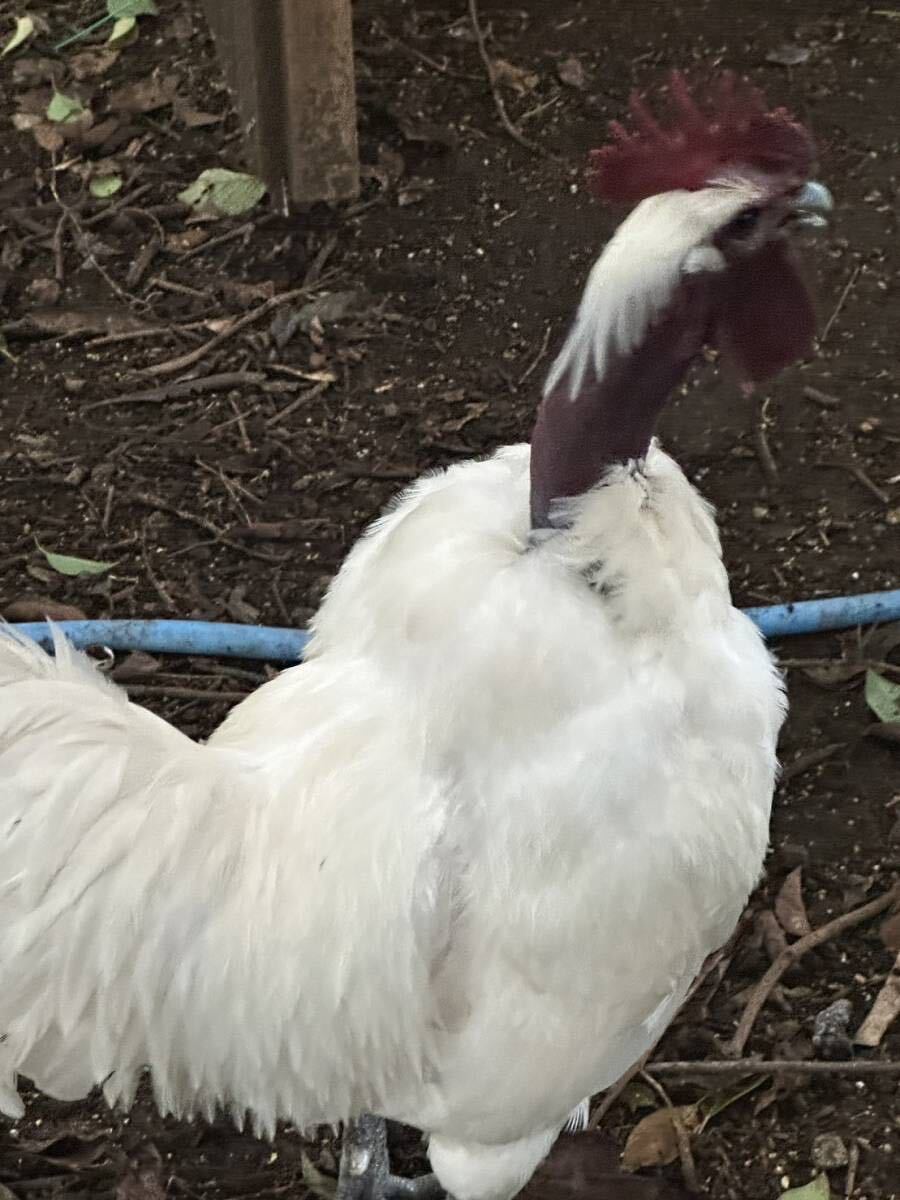 極少希 首が長い ターケン大人気の食用有精卵 ６個七面鳥（ターキータ卵）と鶏（チキン卵）の交種の画像1