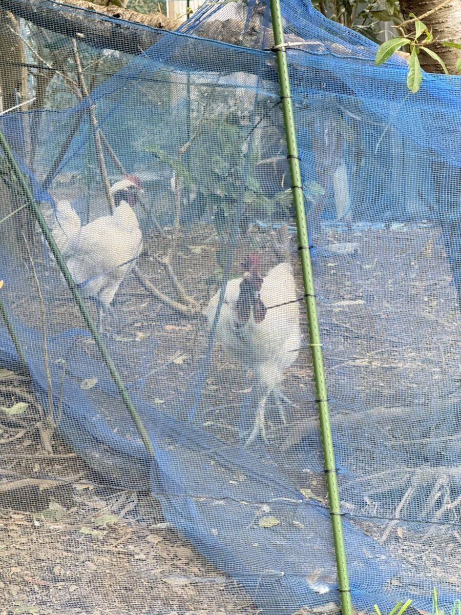 極少希 首が長い ターケン大人気の食用有精卵 ６個七面鳥（ターキータ卵）と鶏（チキン卵）の交種の画像7