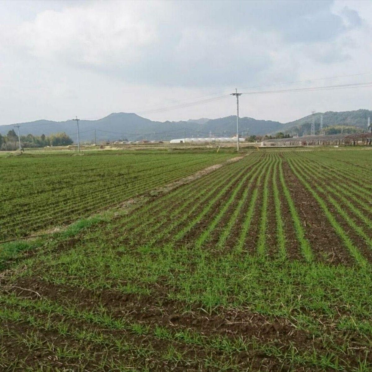 自然栽培 水車挽き中力粉 3kg 熊本県産