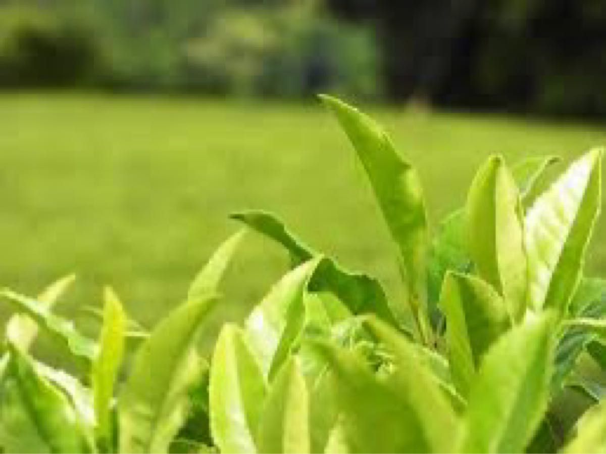 お茶の木　20株　日本茶チャノキ　お庭へどうぞ！