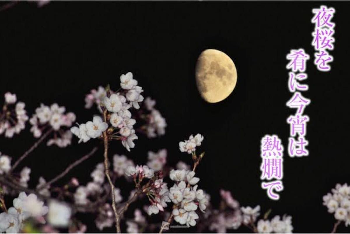 5)☆さくらの日☆桜彩りお花見セット
