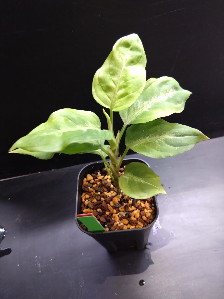 TK便!! Aglaonema pictum padang ZP815-03 TK便_出品株