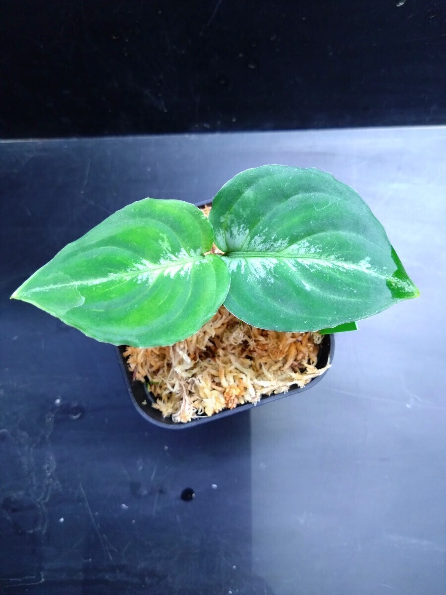 Aglaonema Pictum Tricolor from 西スマトラ アグラオネマの画像4