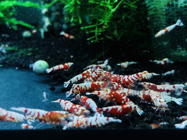  Ebino capital -miyako-. warehouse aquarium .. selection another .. flower .( flower Tiger ) 10 pcs 